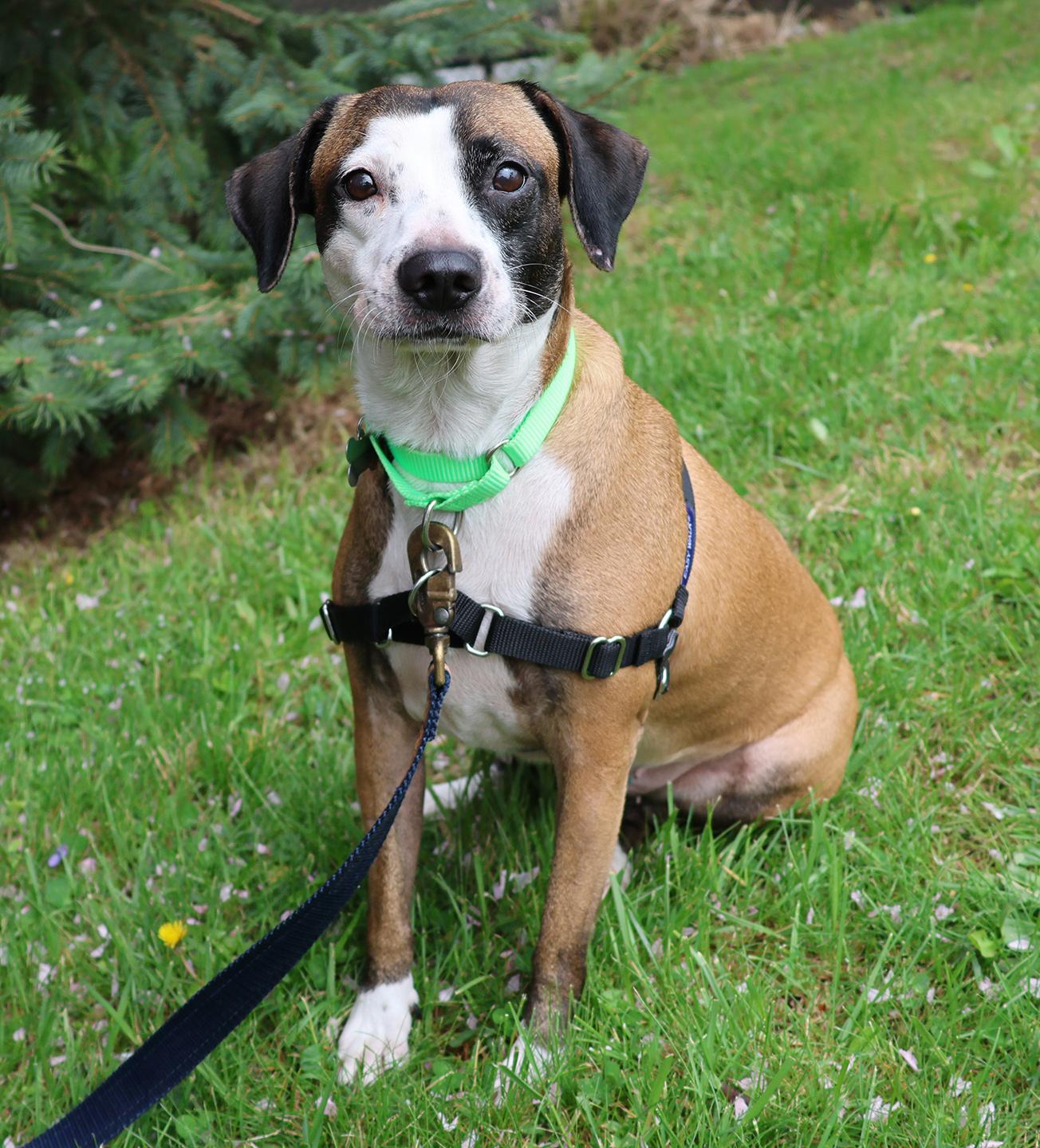 Victoria, adoptable, Young Female Beagle.