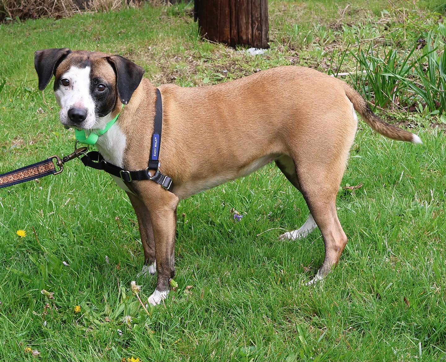 Enlarge Victoria, an adoptable mixed breed in Harrison, NY image 4/6
