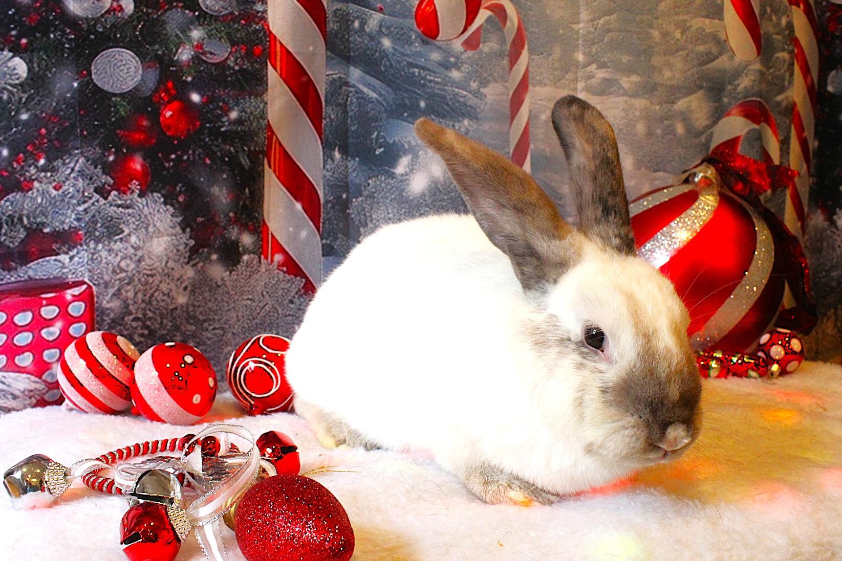 Apricot, Adoptable, Young Female Californian.