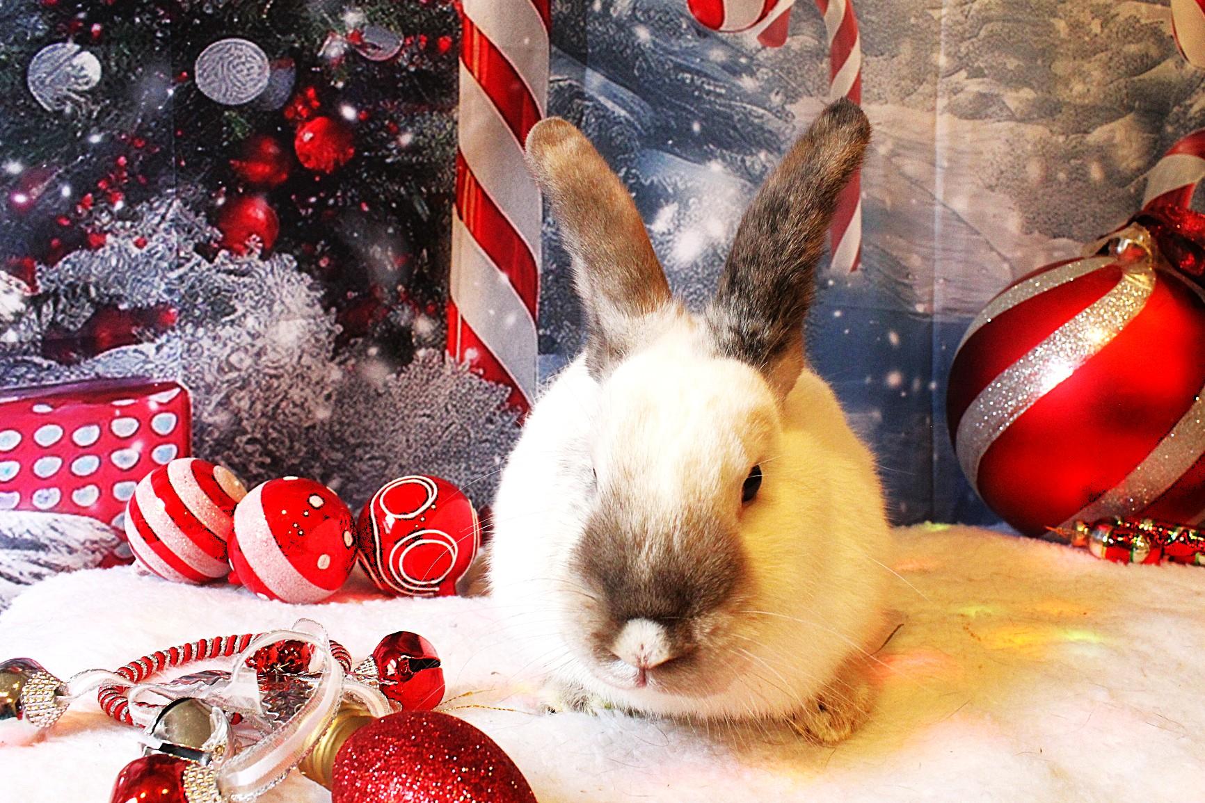 Enlarge Apricot, a Adoptable Californian in Hillside, NJ image 2/3