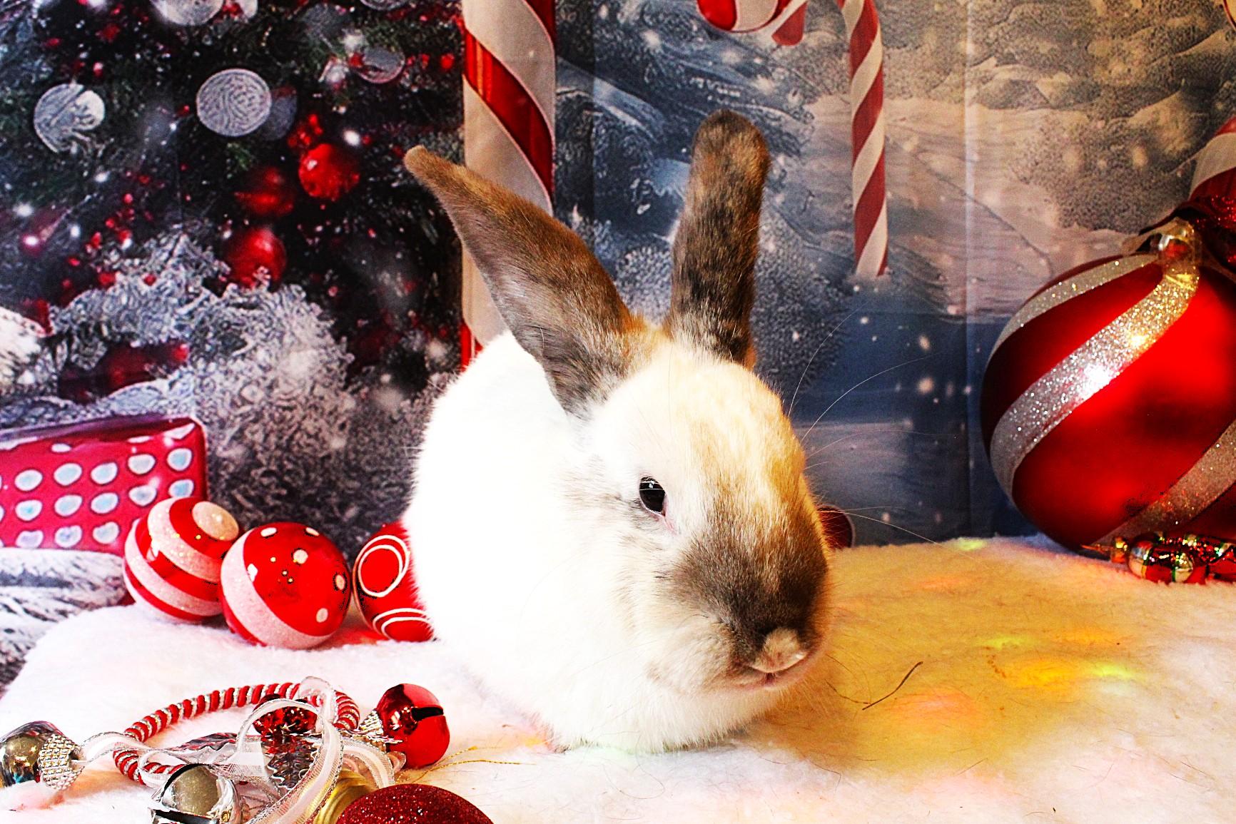 Enlarge Apricot, a Adoptable Californian in Hillside, NJ image 3/3