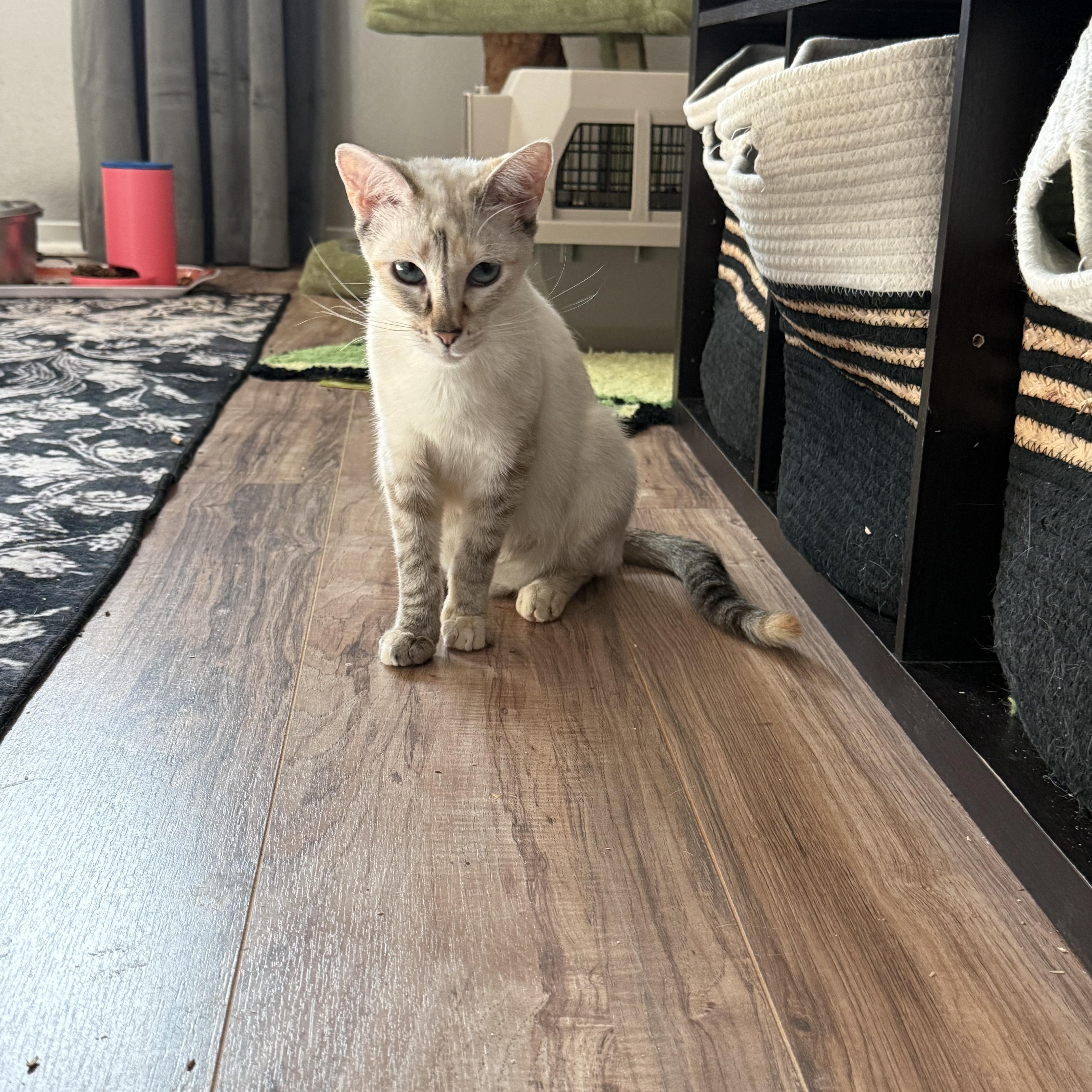 JUBILEE, ADOPTABLE, Adult Female Siamese.