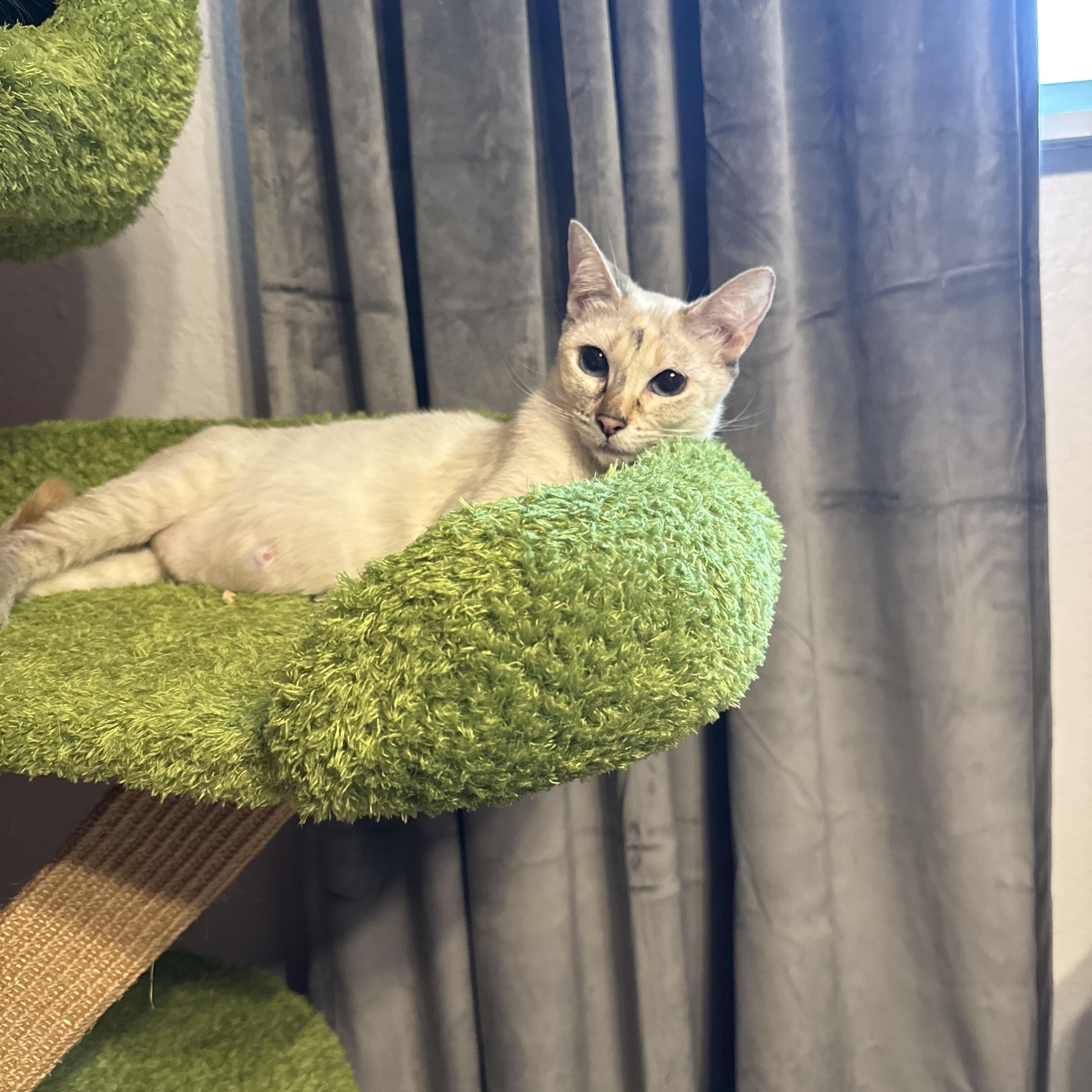 Enlarge JUBILEE, a ADOPTABLE mixed breed in Reno, NV image 4/4