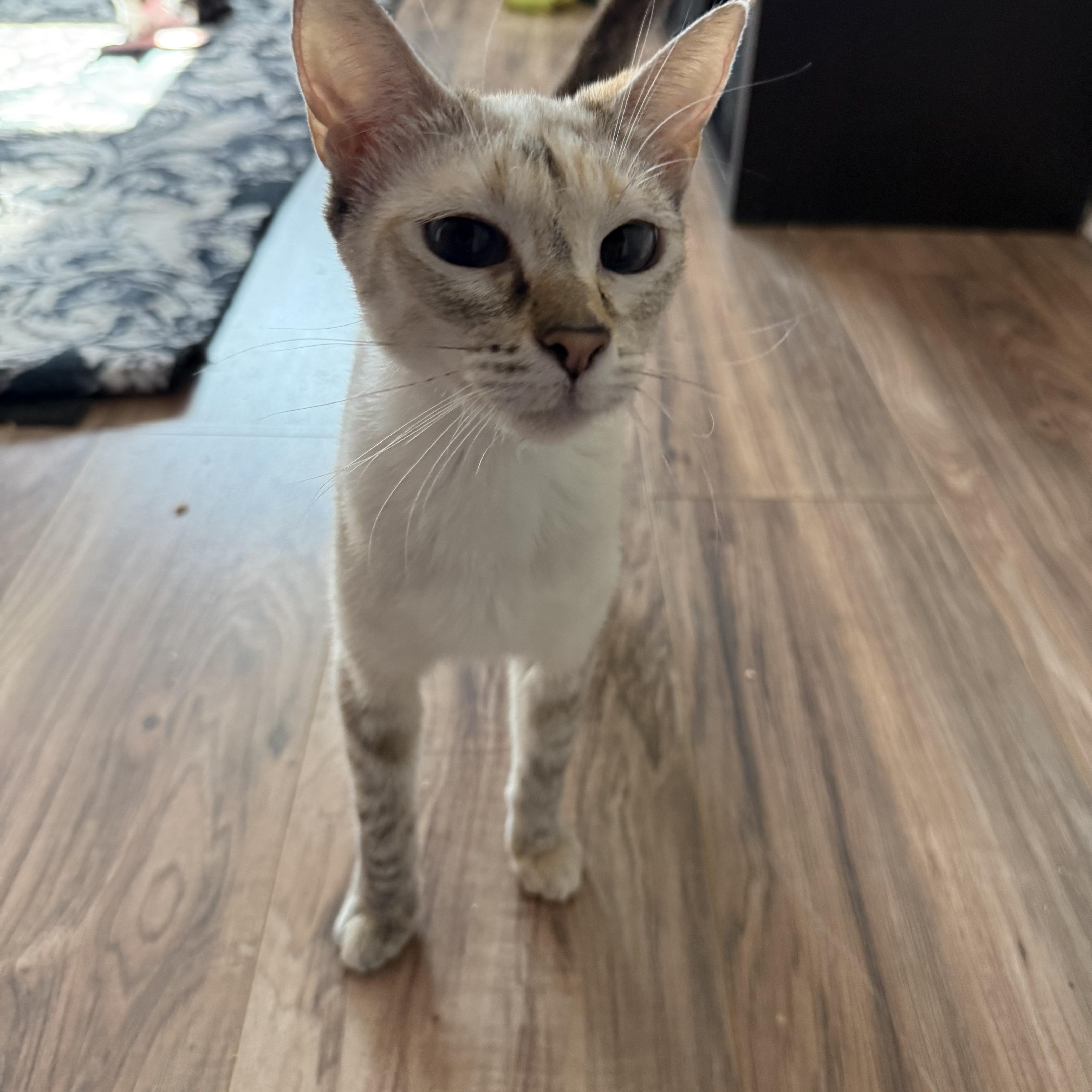 Enlarge JUBILEE, a ADOPTABLE mixed breed in Reno, NV image 2/4