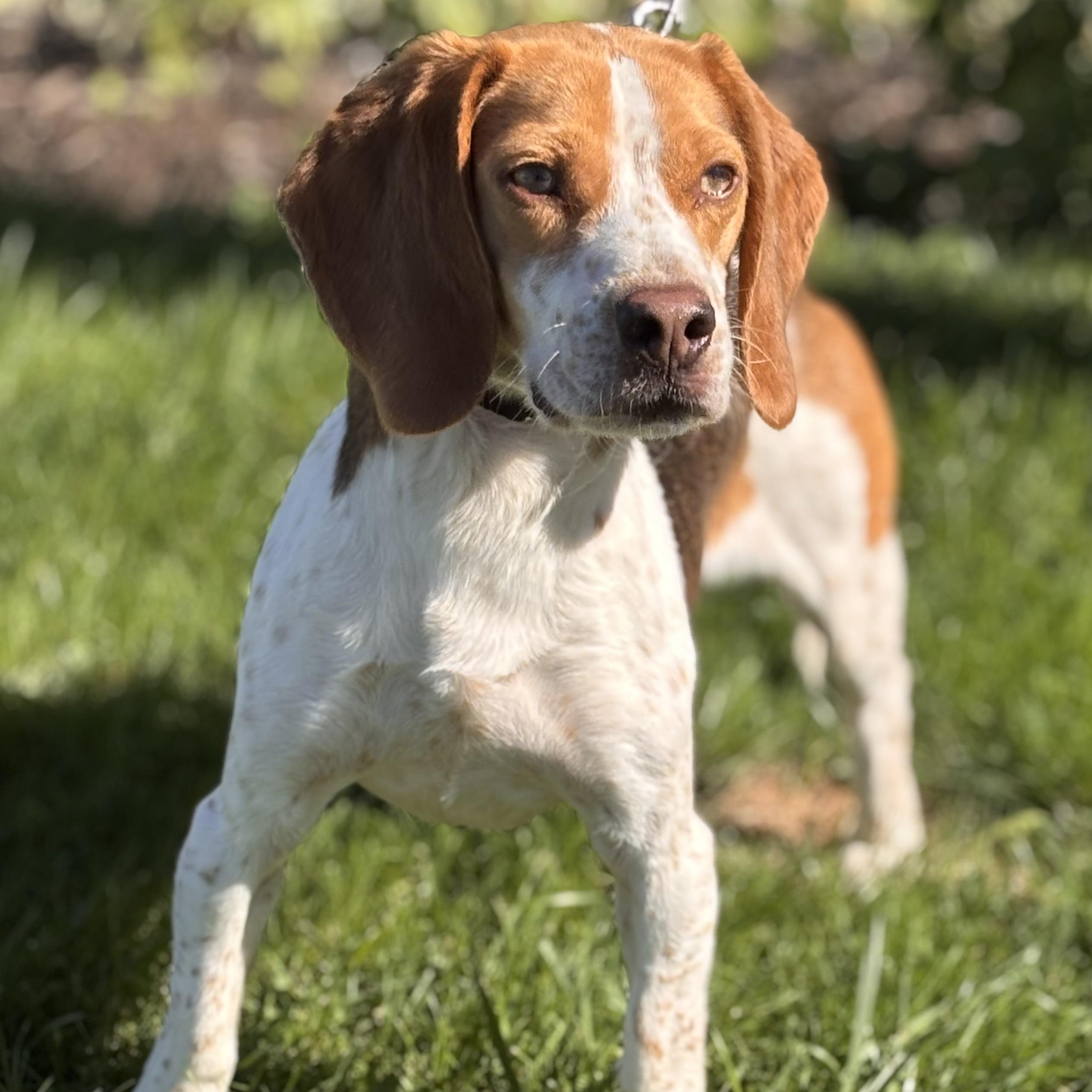 Rescue Woody, Adoptable, Adult Male Beagle.