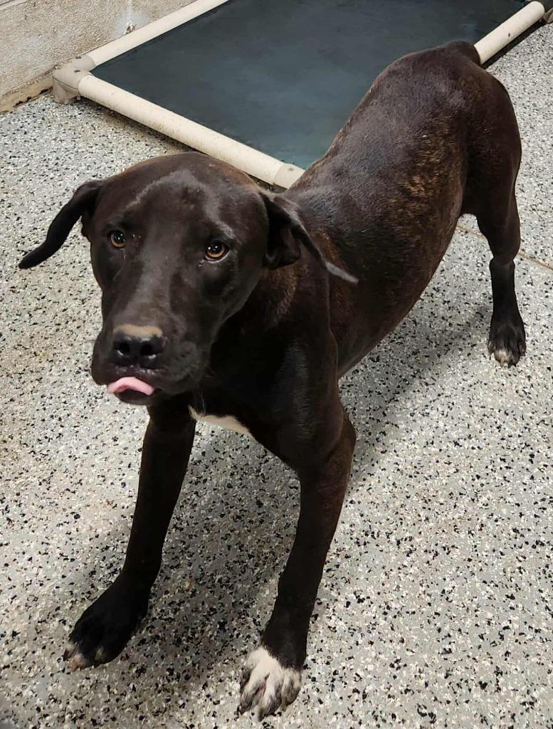 Church, Adoptable, Young Male Labrador Retriever & Pit Bull Terrier.