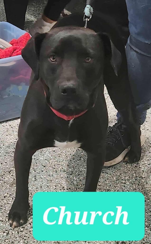 Enlarge Church, a Adoptable mixed breed in Republic, MO image 2/2