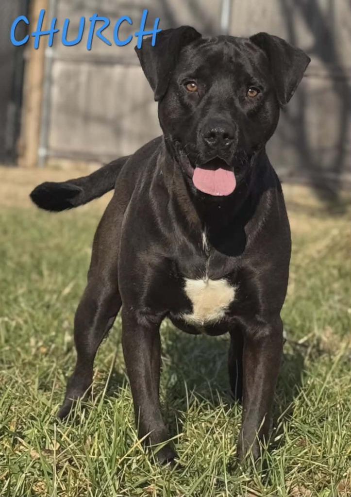 Church, a Adoptable mixed breed in Republic, MO image 2/3