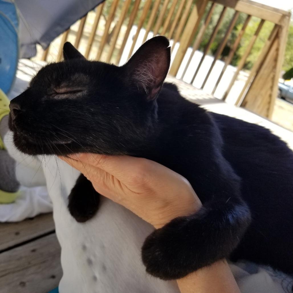 Little Prince, Adoptable, Adult Male Domestic Short Hair.