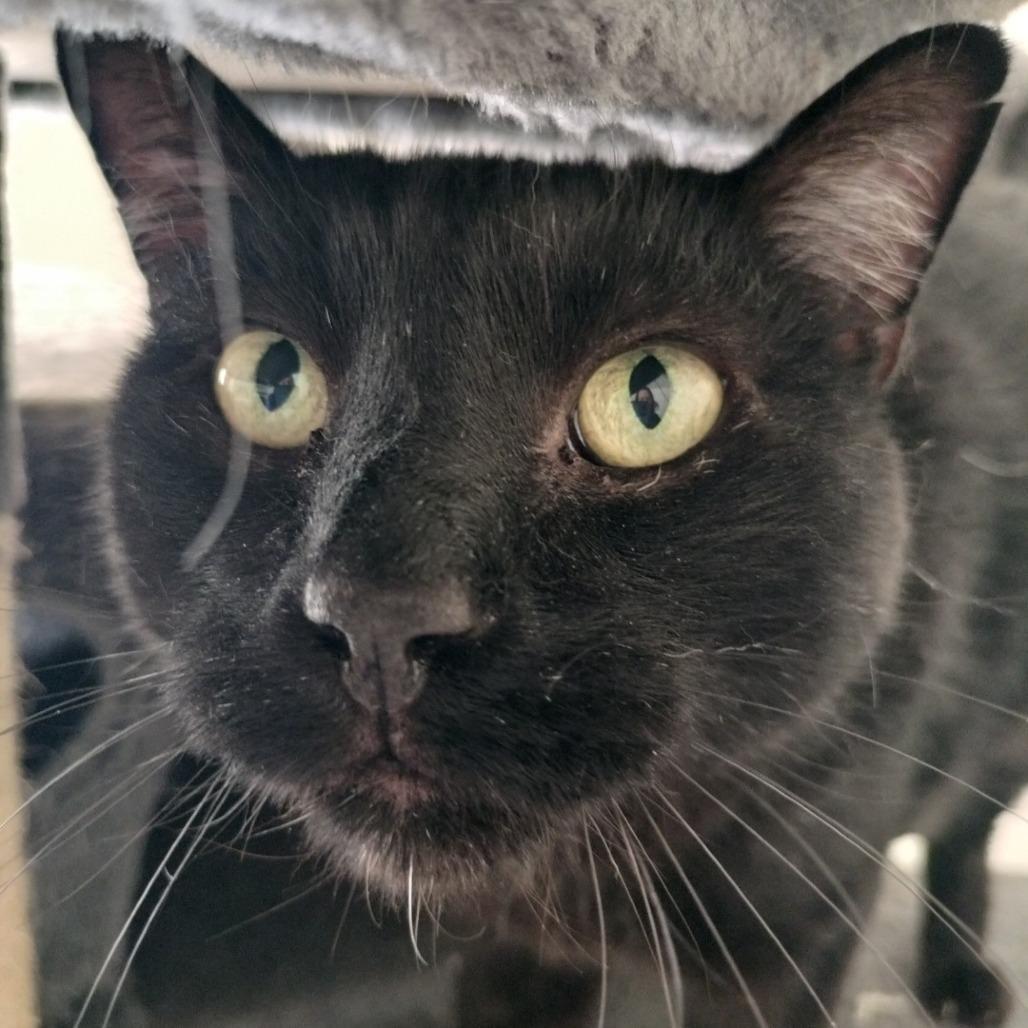 Little Prince, a Adoptable Domestic Short Hair in Layton, UT image 2/6