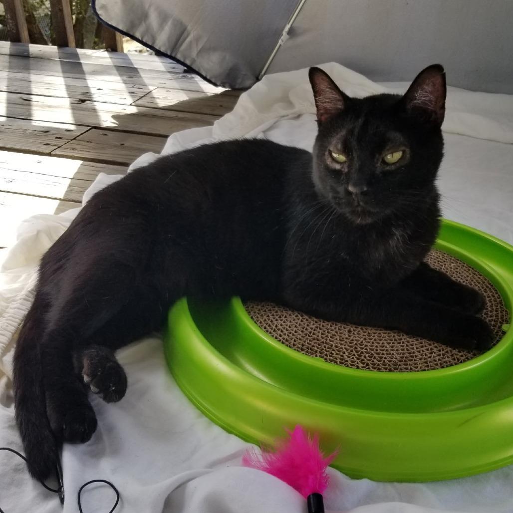 Little Prince, a Adoptable Domestic Short Hair in Layton, UT image 3/6