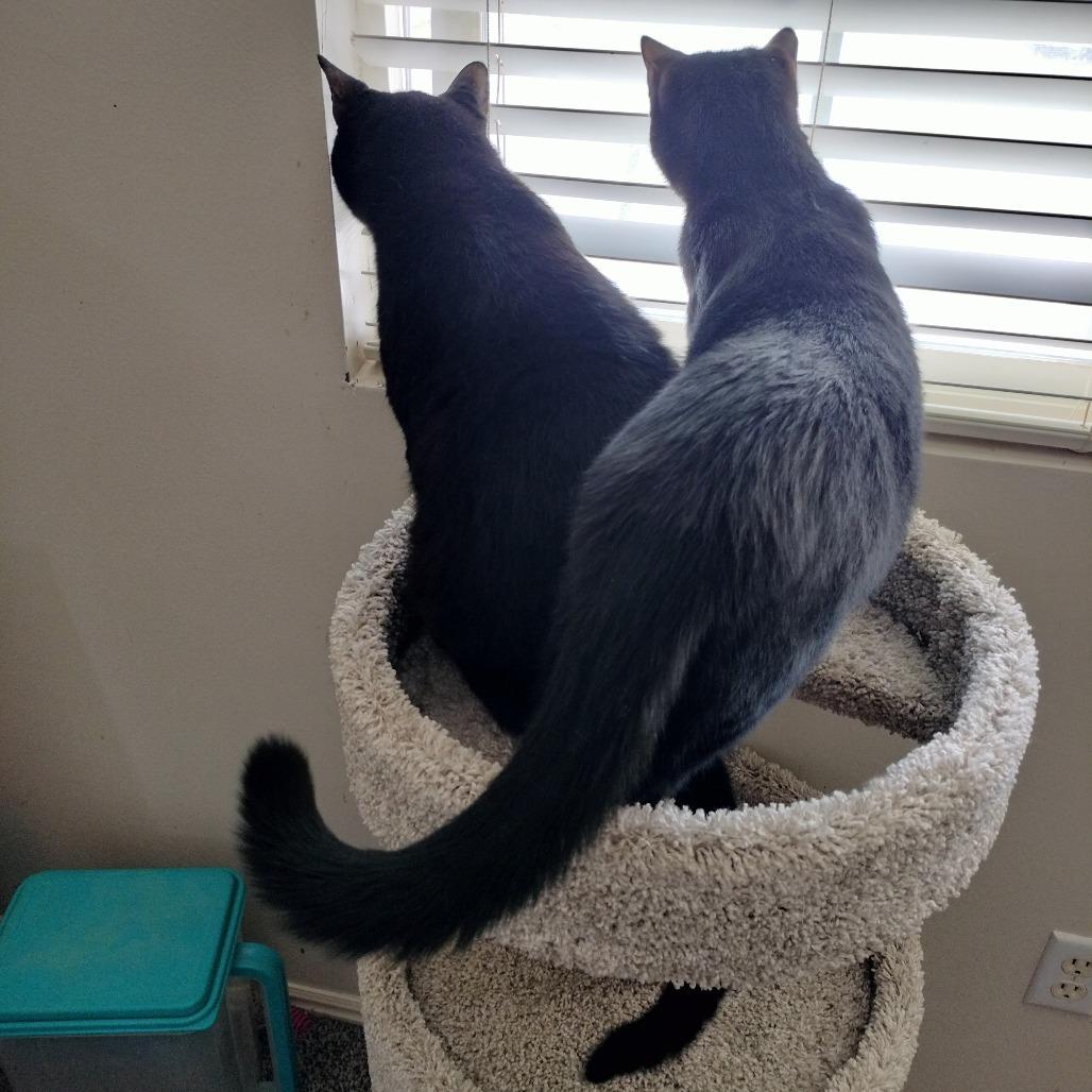 Little Prince, a Adoptable Domestic Short Hair in Layton, UT image 4/6