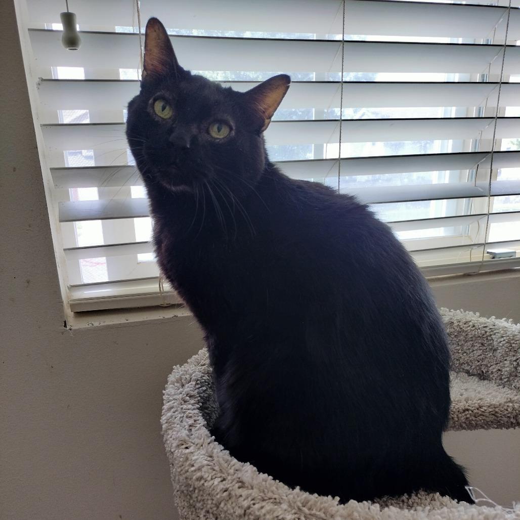 Little Prince, a Adoptable Domestic Short Hair in Layton, UT image 5/6