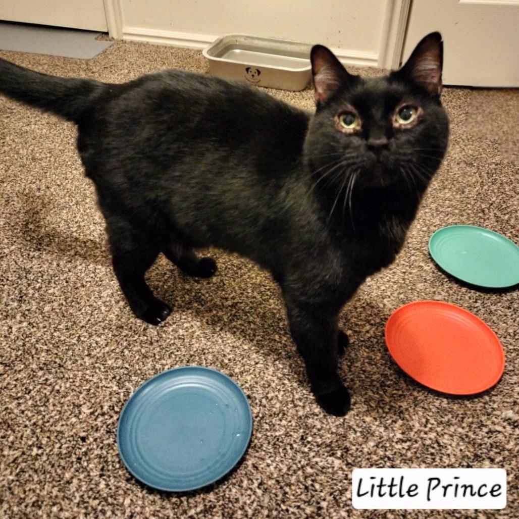 Enlarge Little Prince, a Adoptable Domestic Short Hair in Layton, UT image 4/4