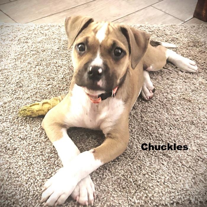 Enlarge Chuckles, an adopted mixed breed in Palm Harbor, FL image 1/1