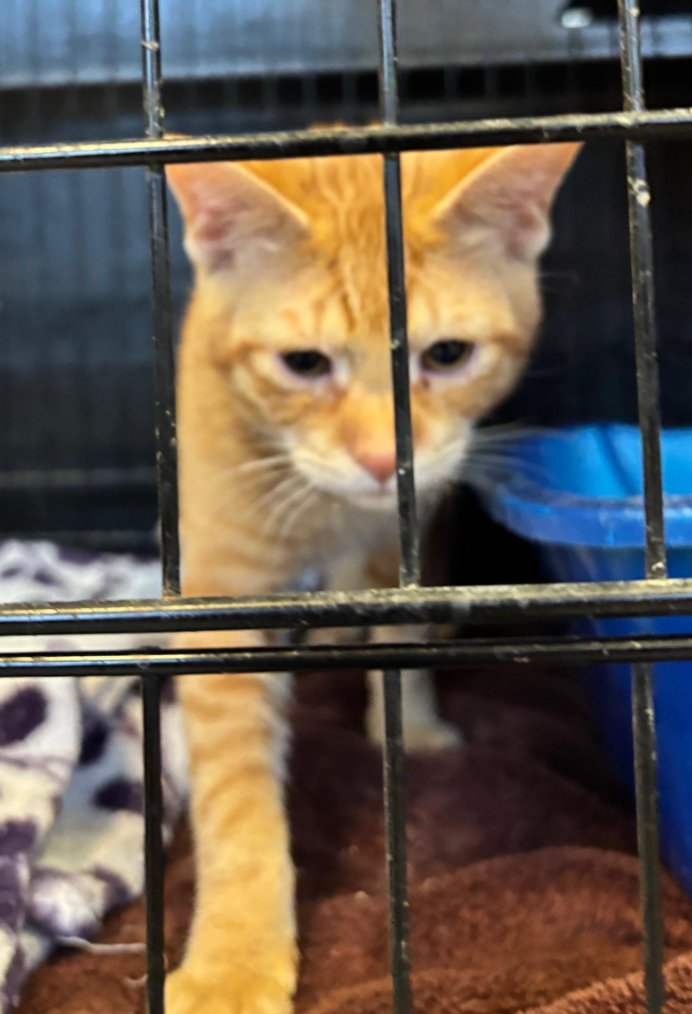 Dexter, ADOPTABLE, Young Male Tabby.