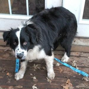 Enlarge Jazzy Jasper, a ADOPTABLE Australian Shepherd in Salem, WI image 2/2