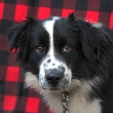 Enlarge Jazzy Jasper, a ADOPTABLE Australian Shepherd in Salem, WI image 1/2