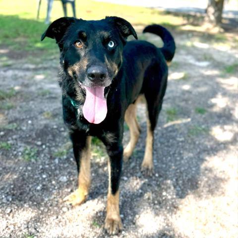 Enlarge WETZEL, a Adoptable mixed breed in Conroe, TX image 1/1