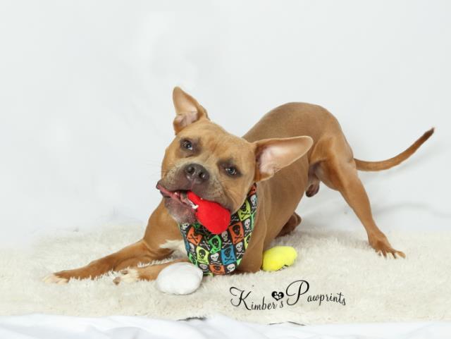 Enlarge MARVIN, a Adoptable mixed breed in Omaha, NE image 1/1