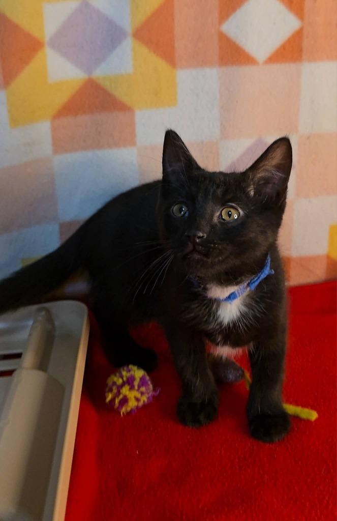 Enlarge Batman, a Adoptable mixed breed in Miami, OK image 1/4