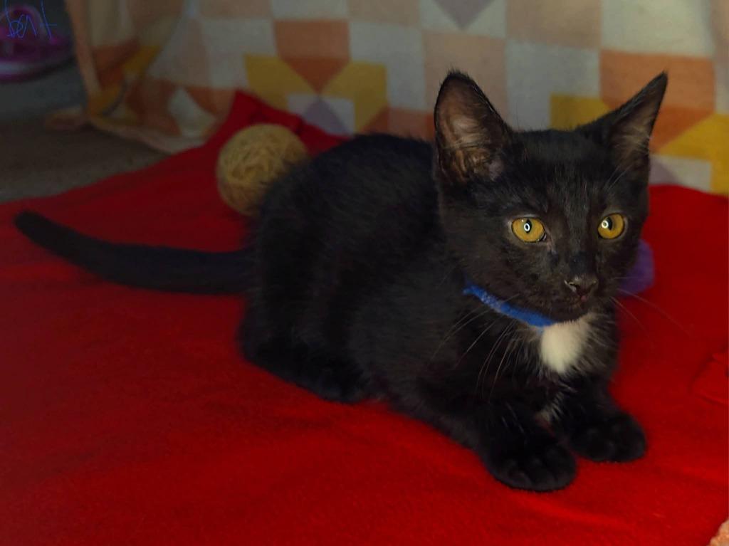 Enlarge Batman, a Adoptable mixed breed in Miami, OK image 2/4