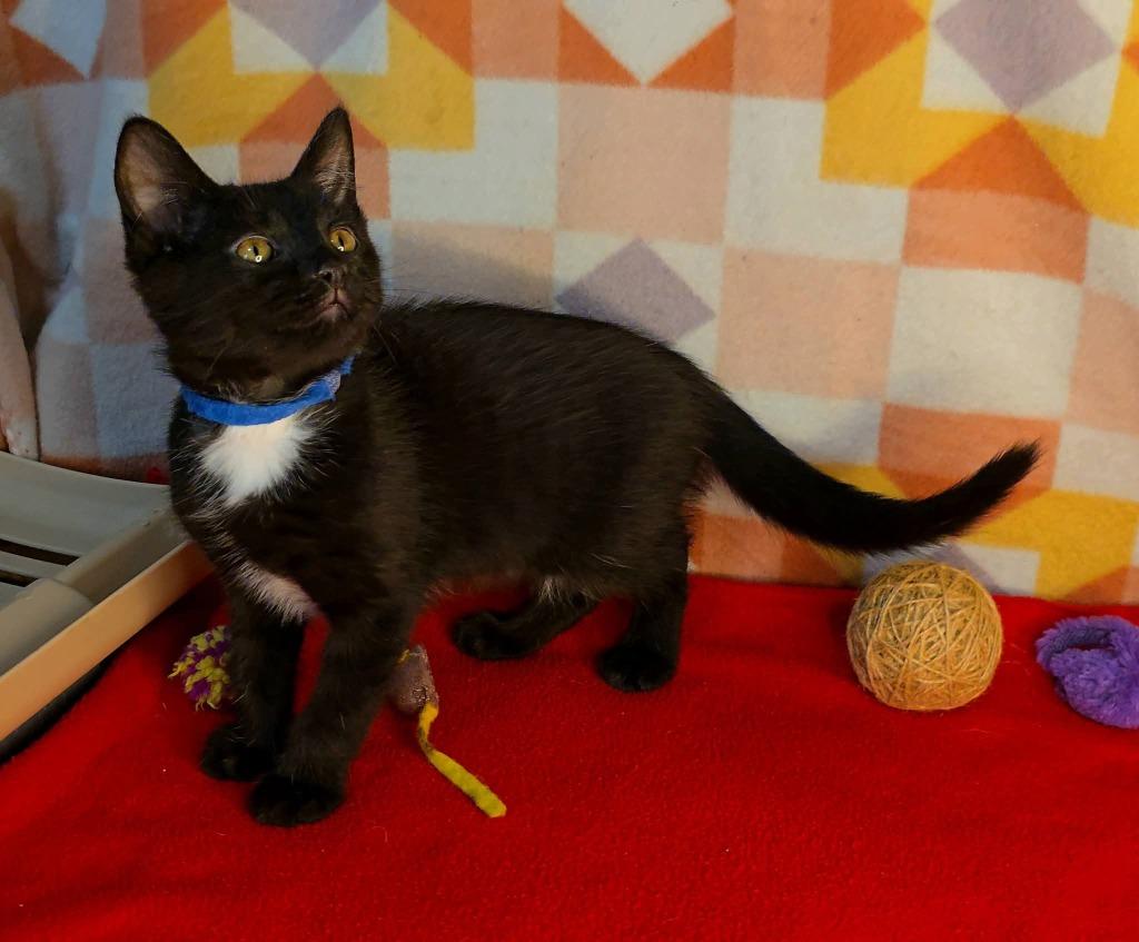 Enlarge Batman, a Adoptable mixed breed in Miami, OK image 3/4