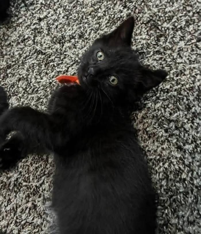 Enlarge Batman, a Adoptable mixed breed in Miami, OK image 4/4