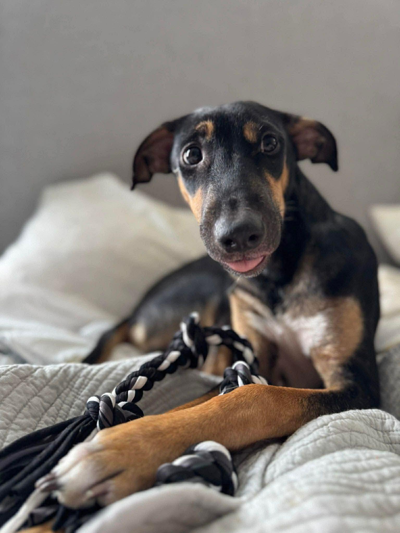 Ian, ADOPTABLE, Puppy Male Mixed Breed.