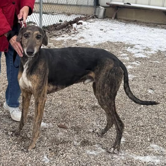 JJ, a ADOPTABLE mixed breed in Indianapolis, IN image 1/4