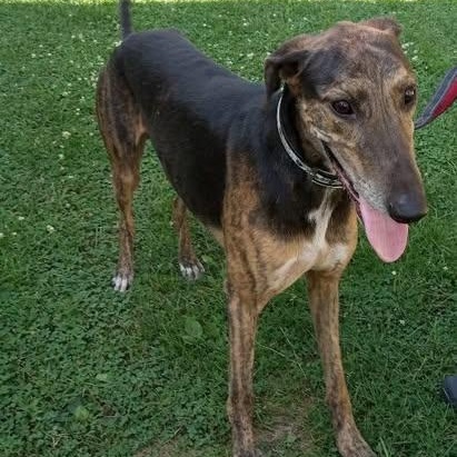 JJ, a ADOPTABLE mixed breed in Indianapolis, IN image 2/4