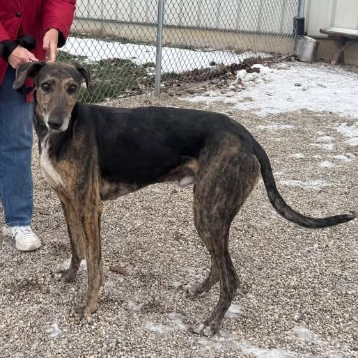 JJ, a ADOPTABLE mixed breed in Indianapolis, IN image 3/4