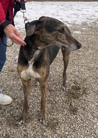 JJ, a ADOPTABLE mixed breed in Indianapolis, IN image 4/4