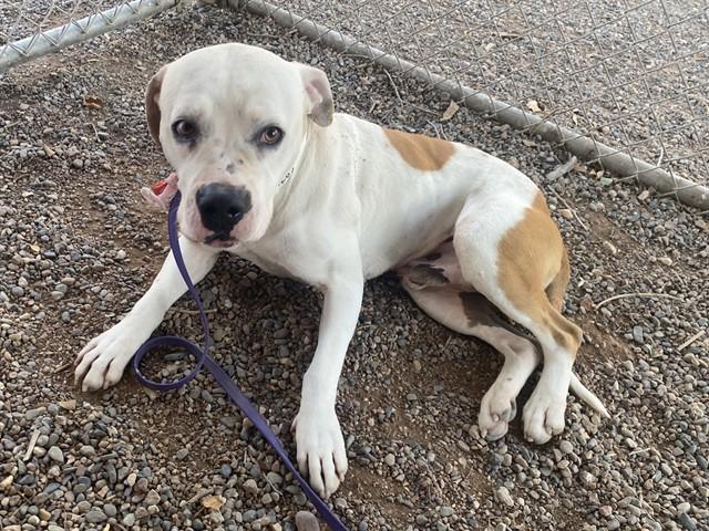 Enlarge PEANUT, a Adoptable Pit Bull Terrier in Phoenix, AZ image 1/1