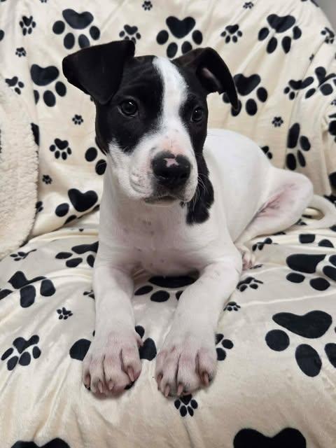 Enlarge Maisy the bully mix puppy, a Adoptable mixed breed in Muskego, WI image 3/5