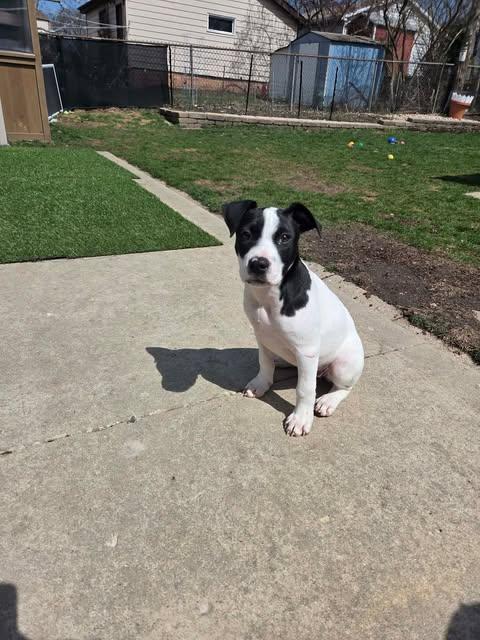 Enlarge Maisy the bully mix puppy, a Adoptable mixed breed in Muskego, WI image 4/5