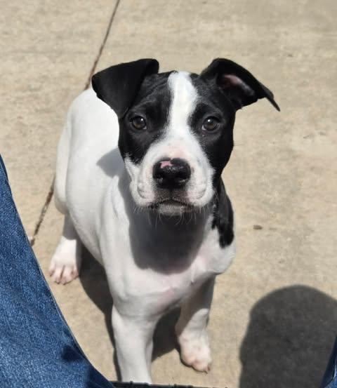 Enlarge Maisy the bully mix puppy, a Adoptable mixed breed in Muskego, WI image 2/5