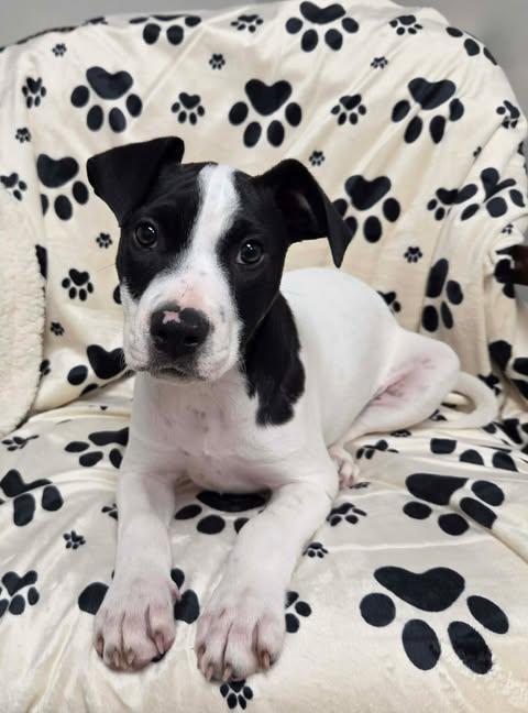 Maisy the bully mix puppy, Adoptable, Puppy Female American Staffordshire Terrier & Terrier.