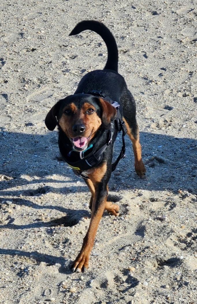 Enlarge Ash, a ADOPTABLE mixed breed in Southold, NY image 2/2