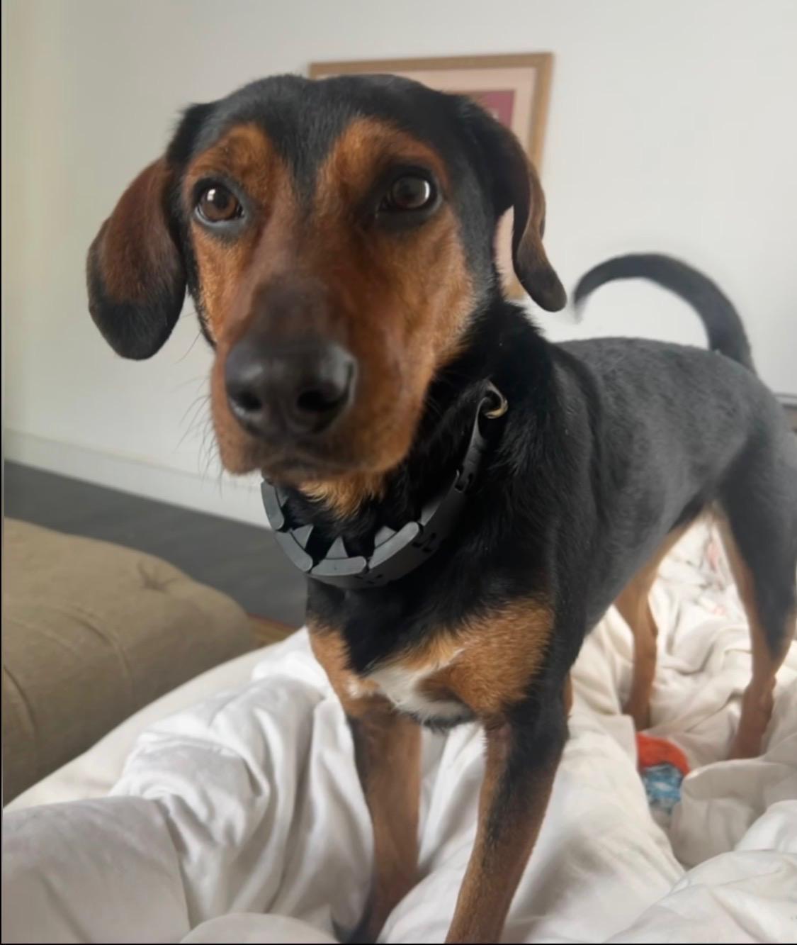 Ash, ADOPTABLE, Adult Female Hound.