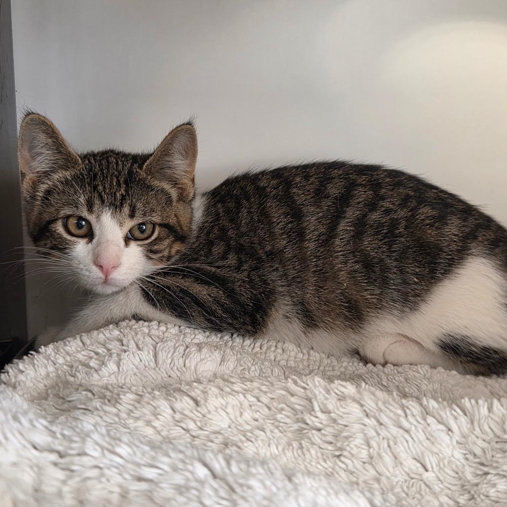 Coon, a Adoptable Domestic Short Hair in Park City, UT image 1/2