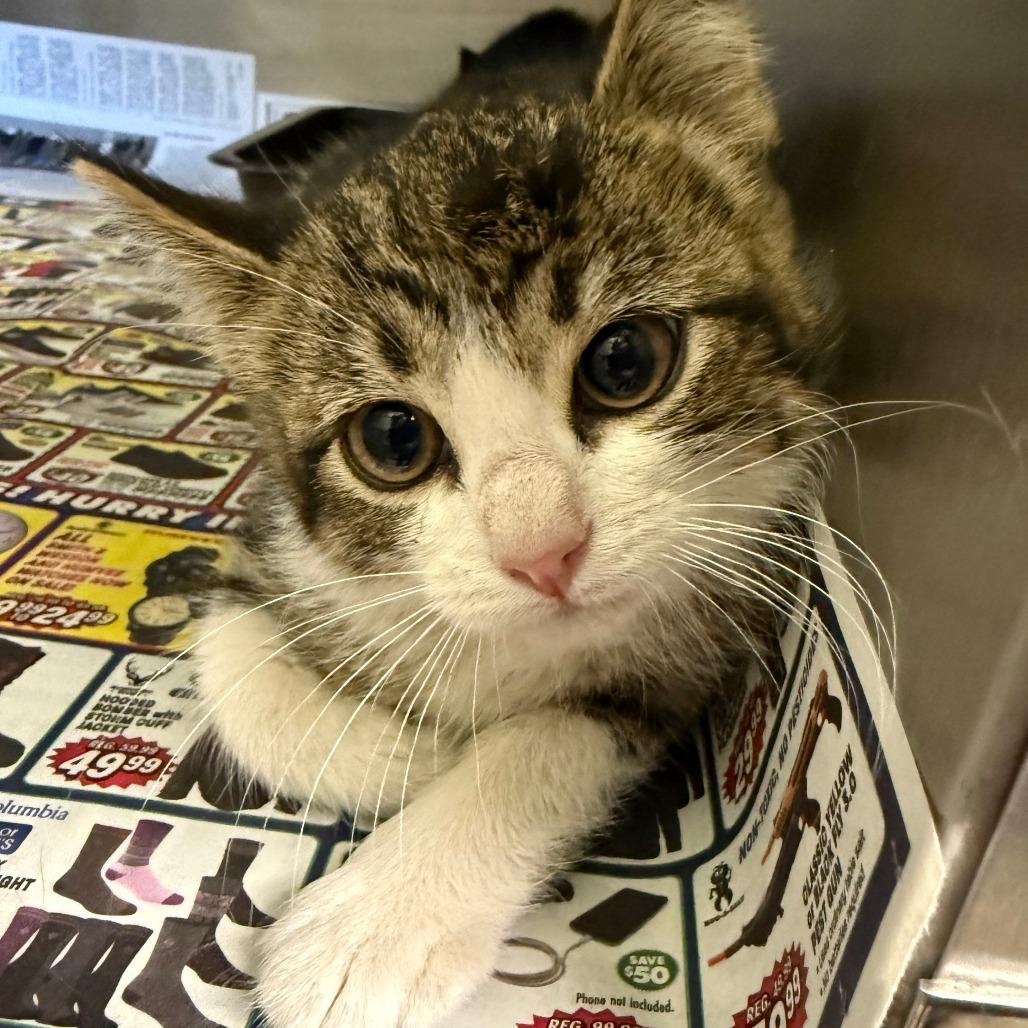 Coon, a Adoptable Domestic Short Hair in Park City, UT image 2/2