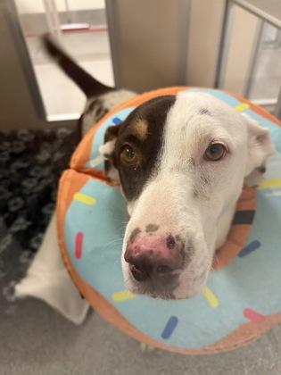 Zion — thumbnail 2