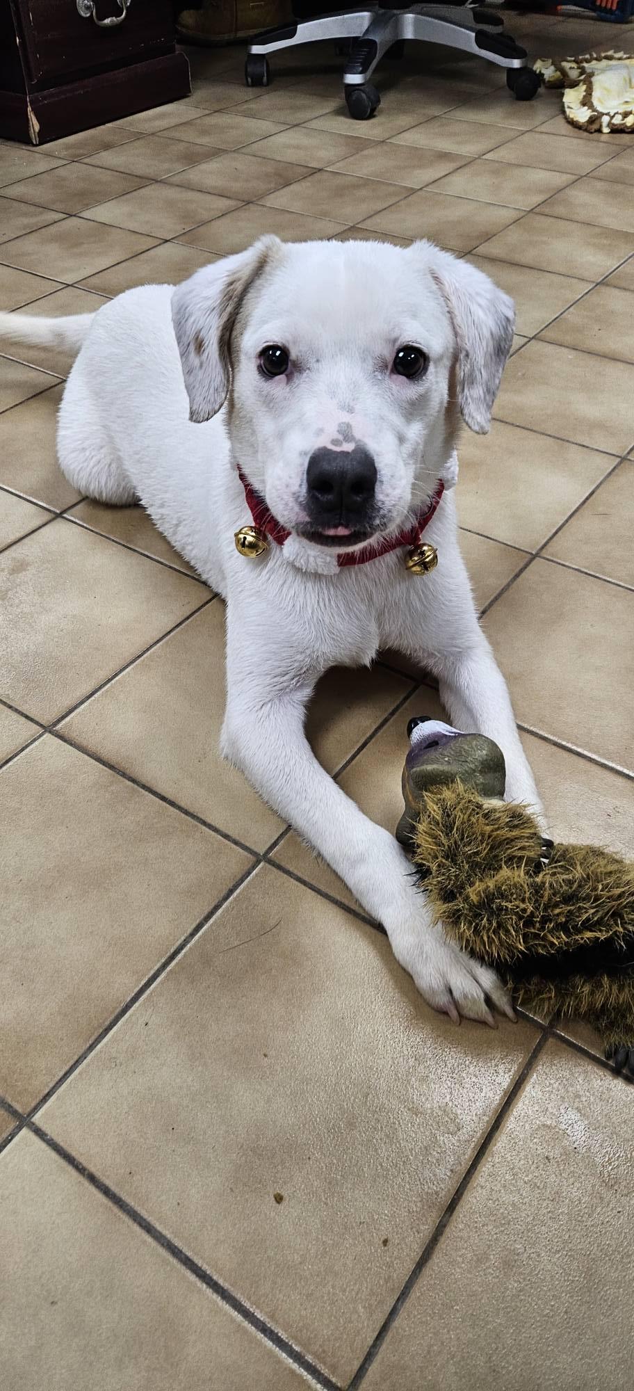 Enlarge Parker, a ADOPTABLE mixed breed in New Castle, PA image 5/6