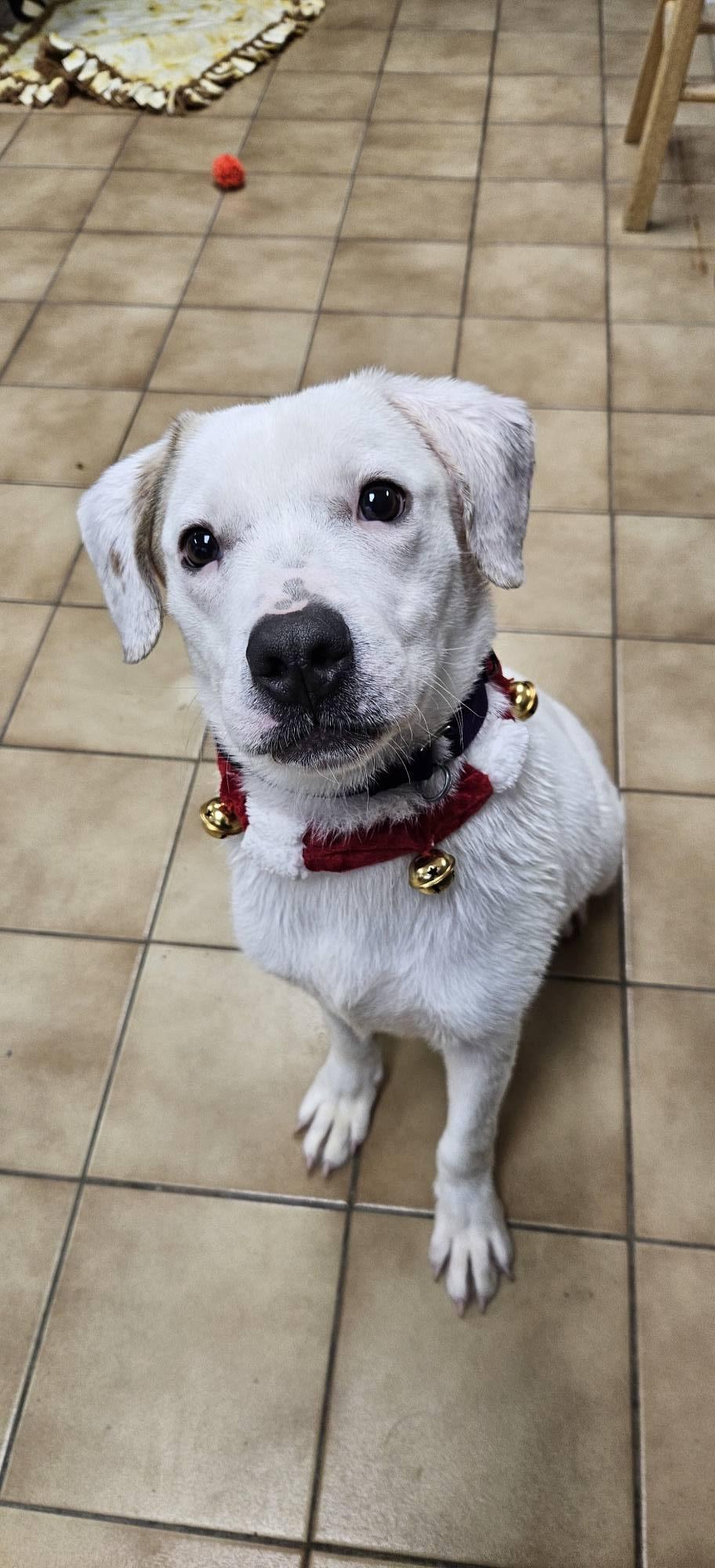 Enlarge Parker, a ADOPTABLE mixed breed in New Castle, PA image 4/6