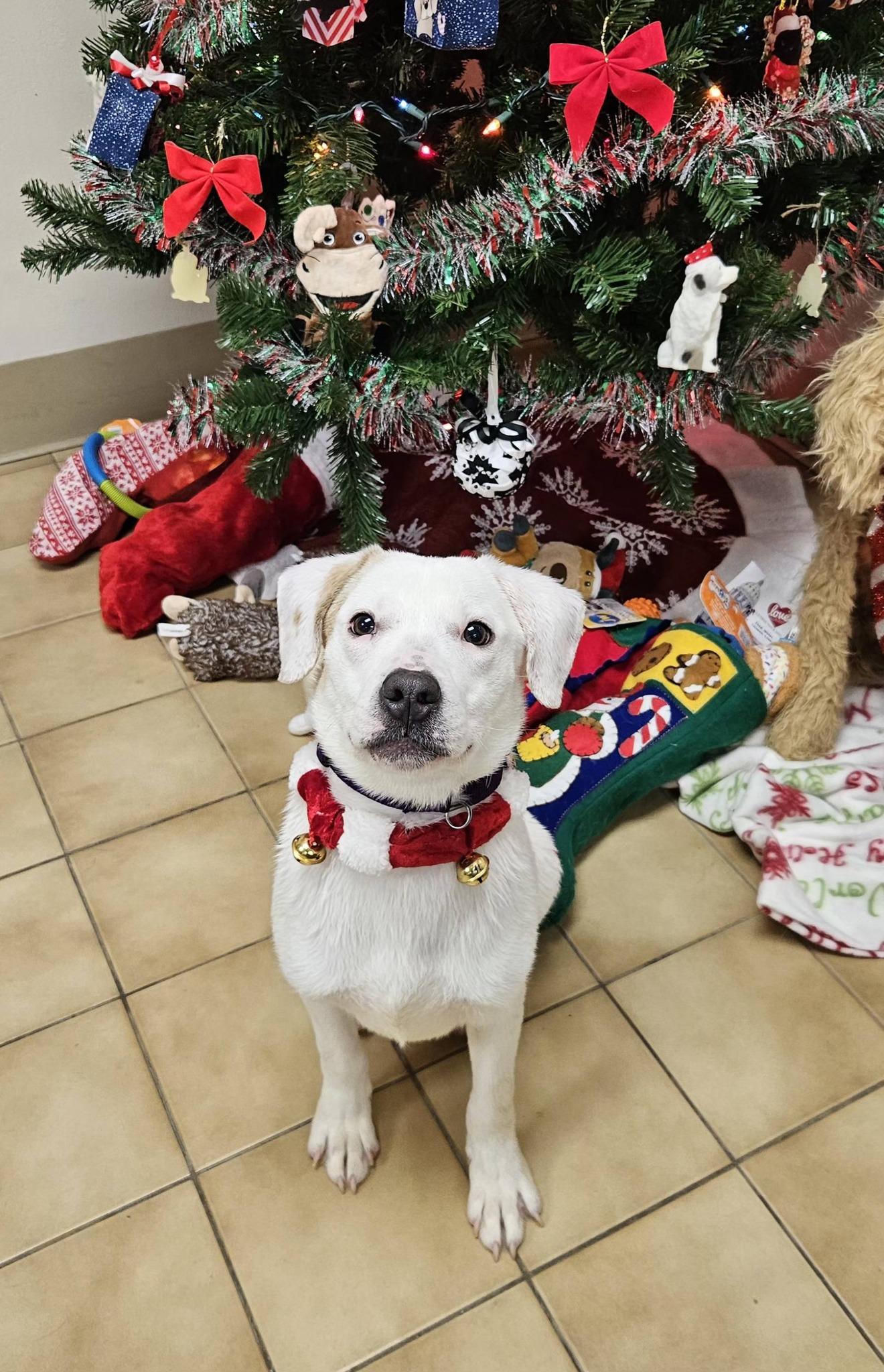 Enlarge Parker, a ADOPTABLE mixed breed in New Castle, PA image 1/6