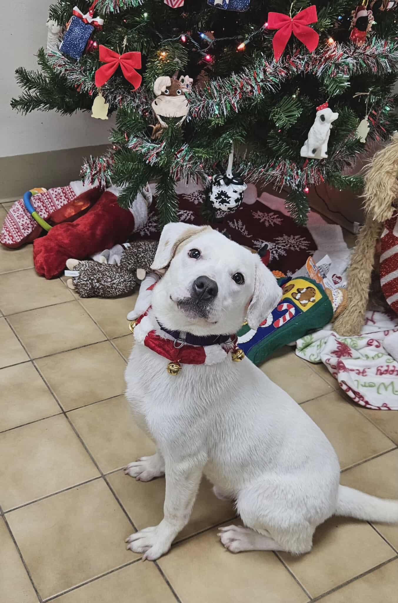 Enlarge Parker, a ADOPTABLE mixed breed in New Castle, PA image 6/6