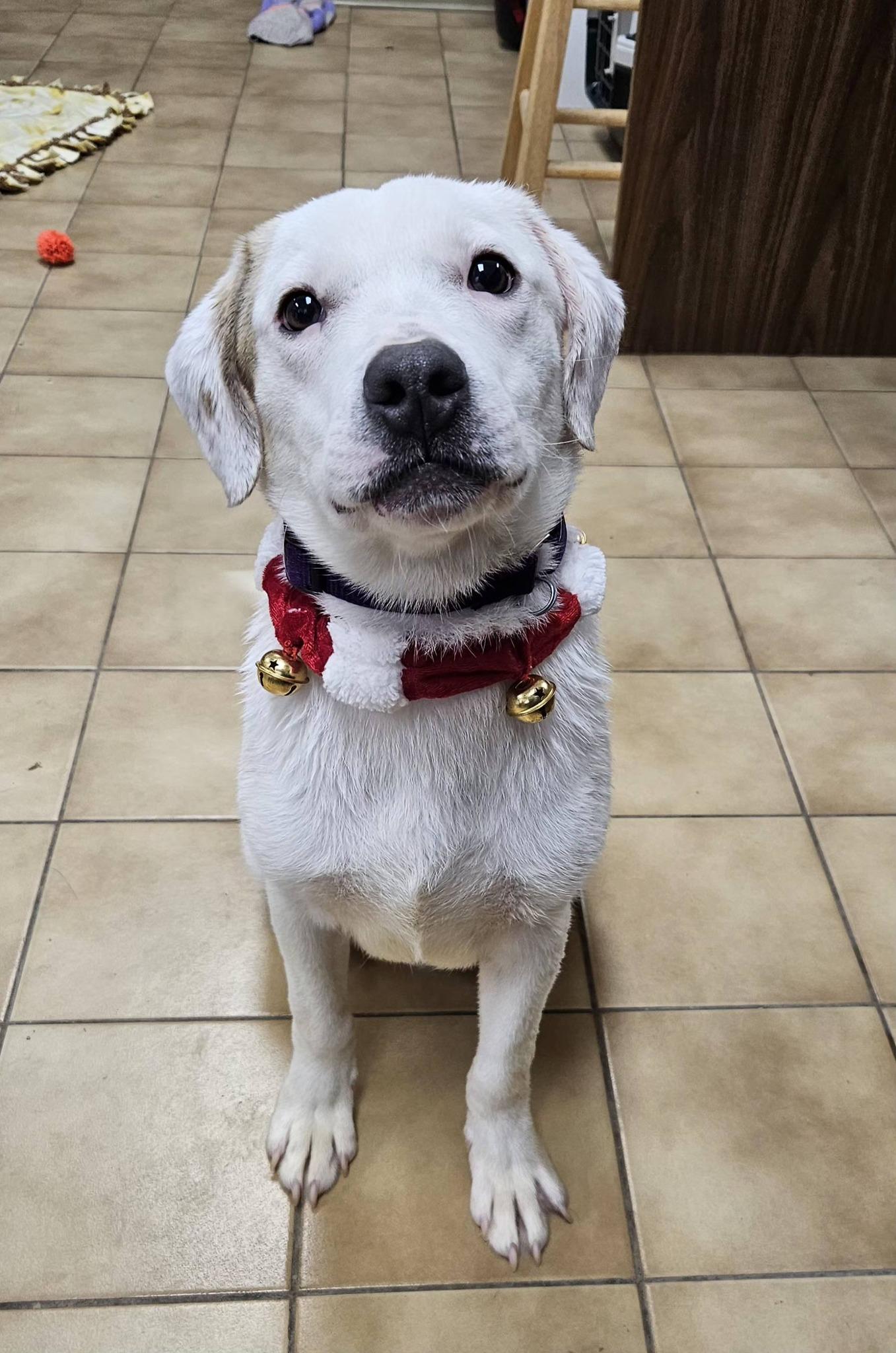 Enlarge Parker, a ADOPTABLE mixed breed in New Castle, PA image 2/6