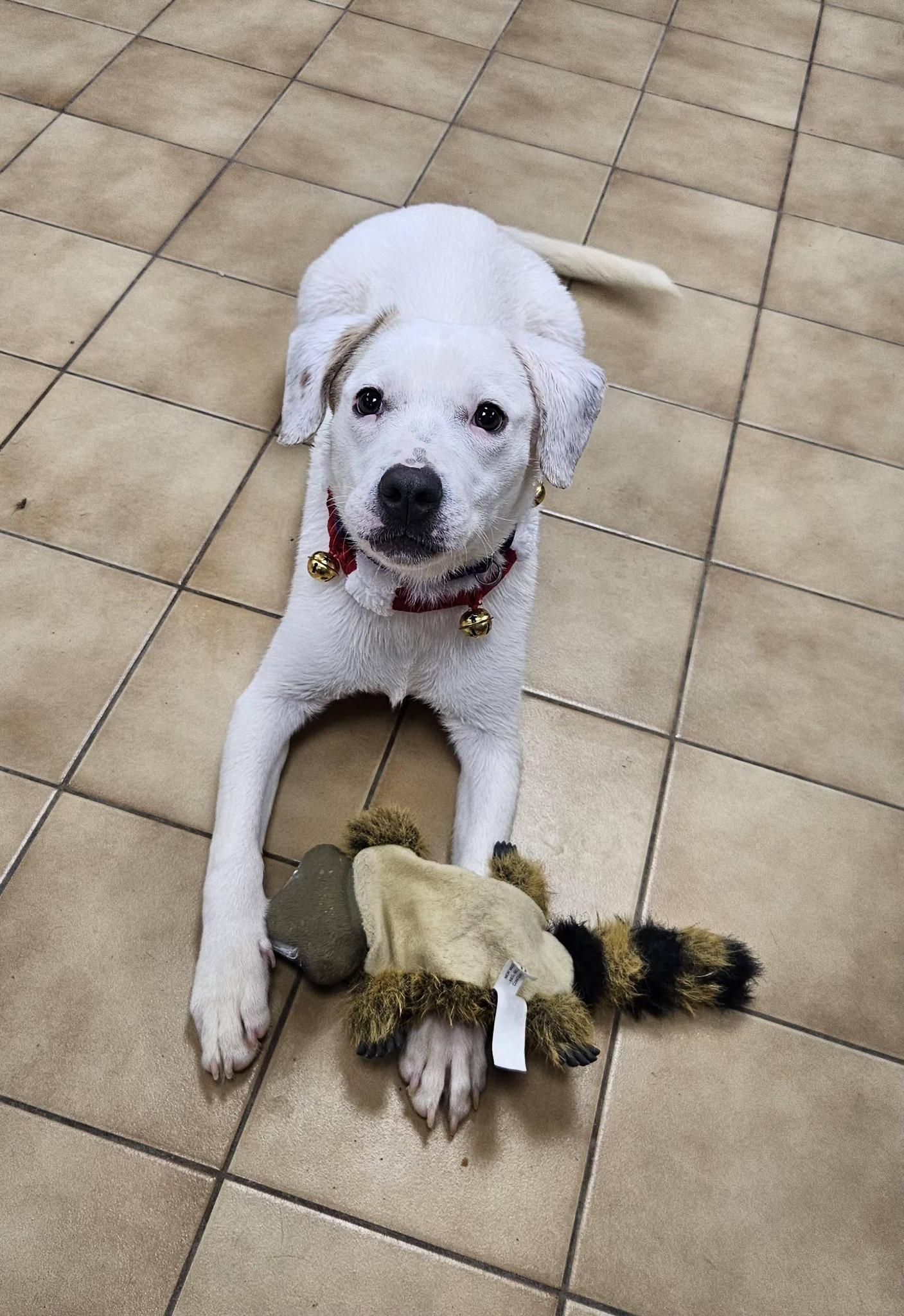 Enlarge Parker, a ADOPTABLE mixed breed in New Castle, PA image 3/6