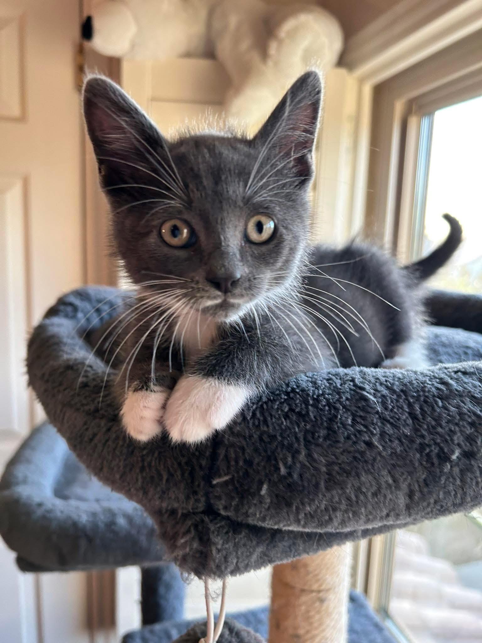 Wyatt, ADOPTABLE, Kitten Male Domestic Short Hair.